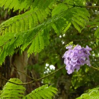 Jacaranda mimosifolia D.Don